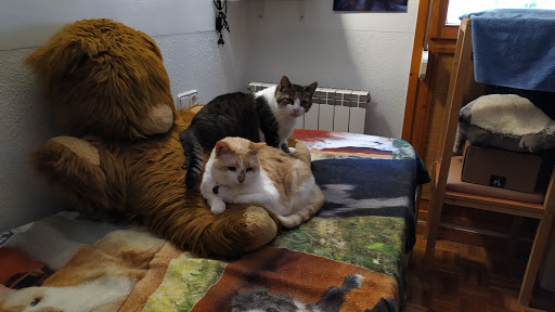 Clínica Veterinaria Orkolaga, C.b. en Hernani