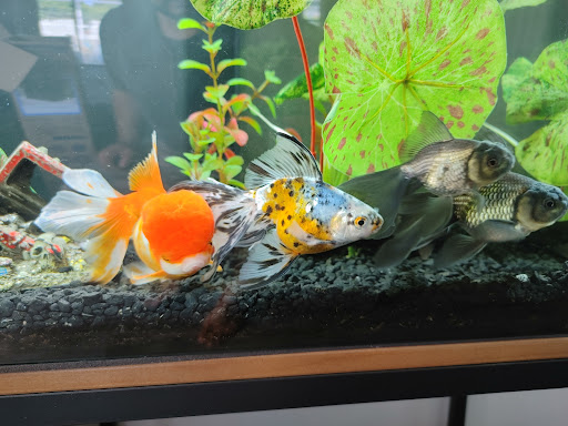 Pet Supply Store «Pet Supermarket», reviews and photos, 800 Sebring Square.., Sebring, FL 33870, USA