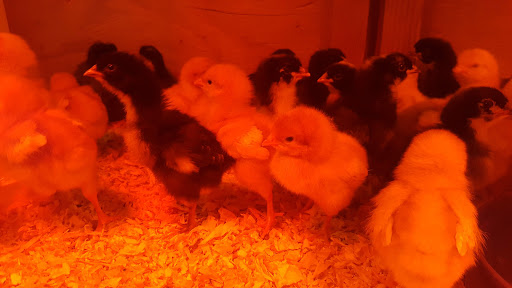 Animal Feed Store «Burns Feed Store», reviews and photos, 29215 SE Orient Dr, Gresham, OR 97080, USA