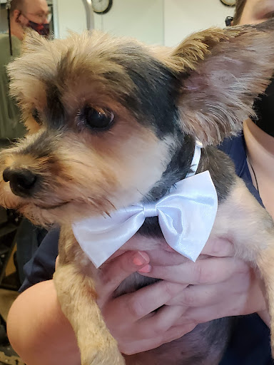 Pet Supply Store «Petsense Searcy», reviews and photos, 3450 E Race Ave, Searcy, AR 72143, USA