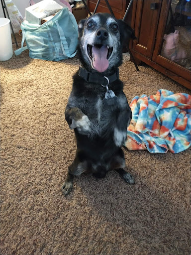 Pet Groomer «Aspen Grooming & Pet Supply», reviews and photos, 2403 Santa Fe Dr # 6, Pueblo, CO 81006, USA