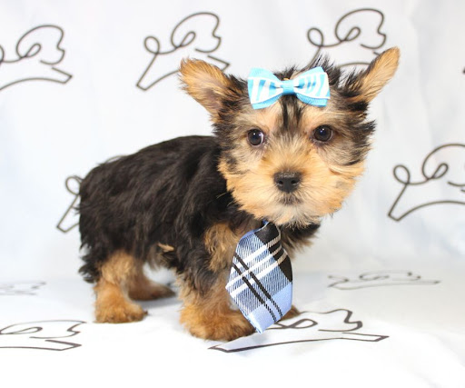 Puppy Heaven - Teacup & Toy Puppies for Sale