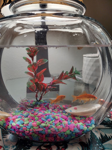 Pet Supply Store «PetSmart», reviews and photos, 380 S State Rd 434, Altamonte Springs, FL 32714, USA