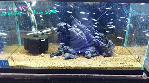 Tropical Fish Store «C K Fish World», reviews and photos, 410 N Azusa Ave, West Covina, CA 91791, USA