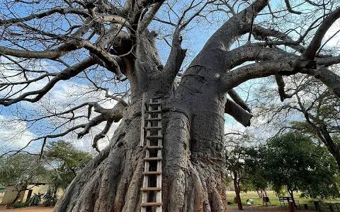 Big Baobab Leydsdorp image