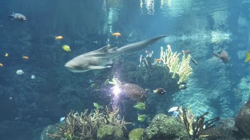 Gift Shop «Minnesota Zoo Gift Shop», reviews and photos, 13000 Zoo Blvd, Apple Valley, MN 55124, USA