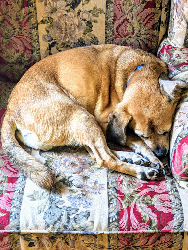 Pet Groomer «Shear Elegance Pet Boutique», reviews and photos, 918 John Marshall Hwy, Front Royal, VA 22630, USA