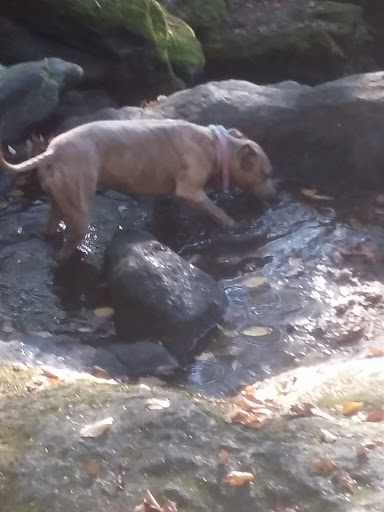 Pet Supply Store «PetSmart», reviews and photos, 475 Bank St, Waterbury, CT 06708, USA