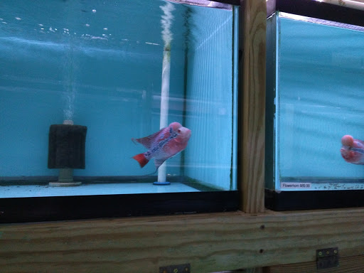 Pet Store «Pet World Ltd», reviews and photos, 14501 Warwick Blvd, Newport News, VA 23608, USA