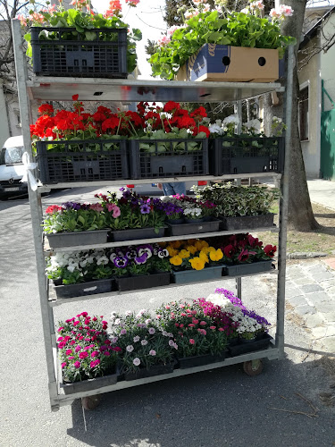 Hozzászólások és értékelések az Budapesti Virágpiac - Nagykereskedelem-ról
