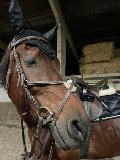 Epplejeck Horse & Rider Harelbeke