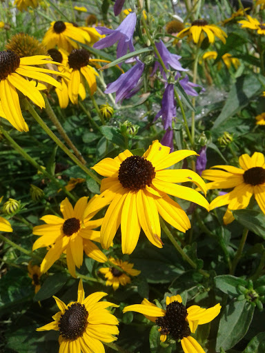 Park «Lawson Park», reviews and photos, 2301 Welton St, Denver, CO 80205, USA