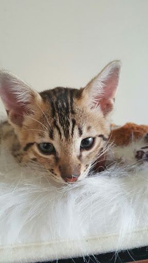 Grocery Store «Albertsons», reviews and photos, 4700 N Eagle Rd, Boise, ID 83713, USA