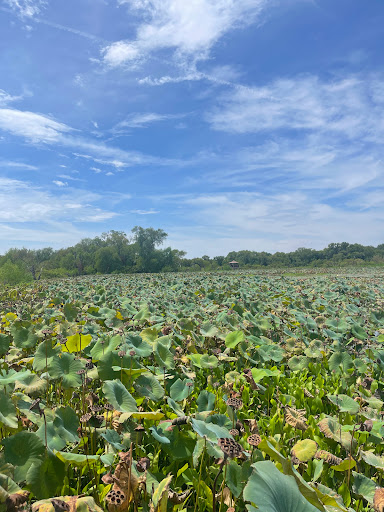 Nature Preserve «LLELA Nature Preserve», reviews and photos, 201 E Jones St, Lewisville, TX 75057, USA