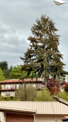 Grocery Store «Safeway», reviews and photos, 401 E Columbia River Hwy, Clatskanie, OR 97016, USA