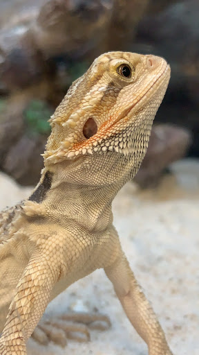 Pet Supply Store «Petco Animal Supplies», reviews and photos, 1009 E Commercial Blvd, Oakland Park, FL 33334, USA