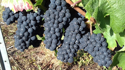Champagne C. Michalet à Châtillon-sur-Marne