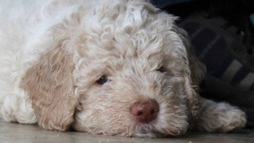 Pensioni per cani e dog hotel a Ambulatorio Veterinario Raimondo Dr. Giorgio Basaluzzo