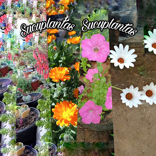 Sucuplanta - Floristería