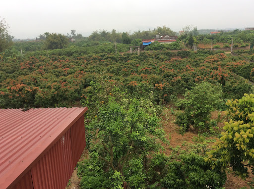 Thành Luân farm