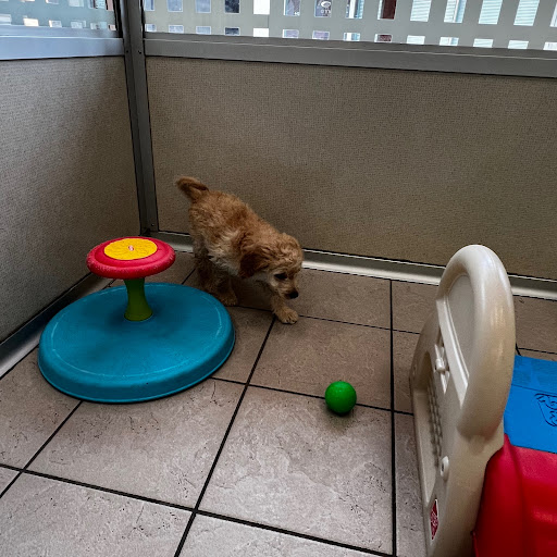 Pet Store «The Family Puppy of Fountain Walk», reviews and photos, 44125 W 12 Mile Rd E-121, Novi, MI 48377, USA