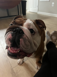 Carrie Care Pet Services - Photo 9 - Car repair in Arlington, VA, Washington