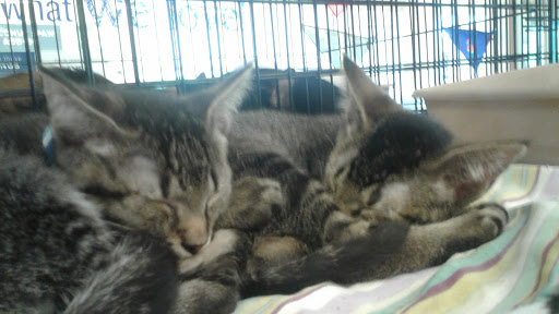 Pet Supply Store «PetSmart», reviews and photos, 5226 S College Rd, Wilmington, NC 28412, USA