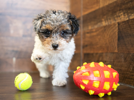 Pet Store «Petland», reviews and photos, 10289 Ulmerton Rd, Largo, FL 33771, USA