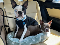 Southern Paws of Texas - Photo 6 - Car repair in Magnolia, TX, The Woodlands