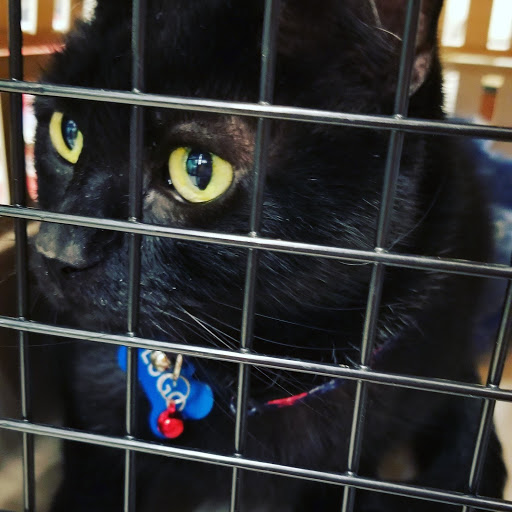 Pet Supply Store «PetSmart», reviews and photos, 70 Worcester-Providence Turnpike #240, Millbury, MA 01527, USA