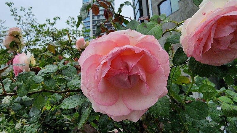 SHIBUYA バラ花壇