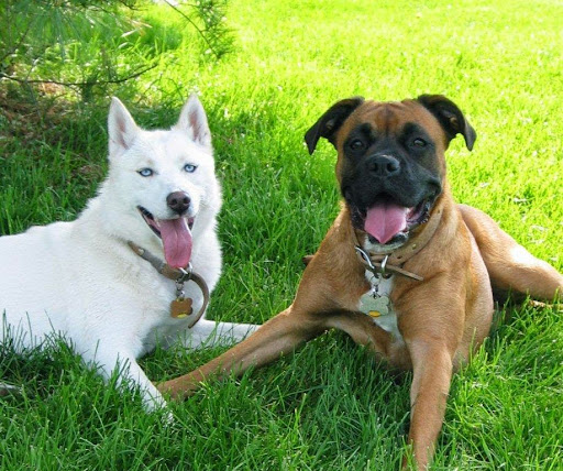 Pet Supply Store «Paws Stop», reviews and photos, 8909 Pendleton Pike, Indianapolis, IN 46226, USA