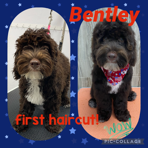 Pet Store «DipidyDawg Gourmet Dog Bakery & Boutique», reviews and photos, 21301 S Tamiami Trail Suite 430, Estero, FL 33928, USA