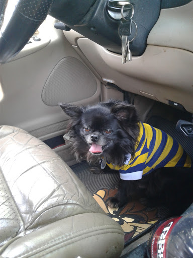 Pet Supply Store «Petco Animal Supplies», reviews and photos, 717 SE Geary St #101, Albany, OR 97321, USA