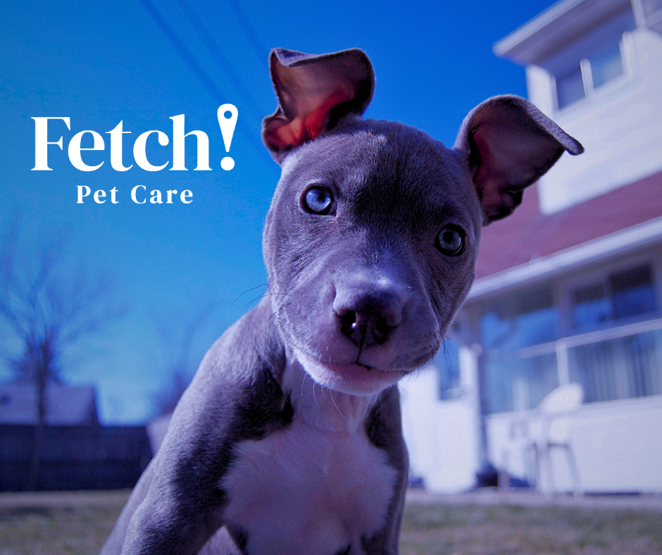 Fetch! Pet Care Central Louisiana