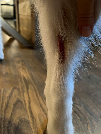 Pet Groomer «U Dirty Dog», reviews and photos, 232 Stevens Entry, Peachtree City, GA 30269, USA