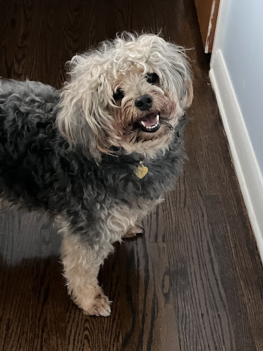 Pet Supply Store «Pet Supplies Plus», reviews and photos, 3177 Latta Rd #1, Greece, NY 14612, USA