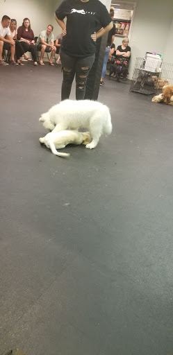 Pet Supply Store «Dogology», reviews and photos, 166 Albany Turnpike, Canton, CT 06019, USA