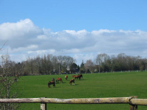 Ecurie Les Grainvilleries. centre equestre, pensions pour chevaux à Bourgeauville