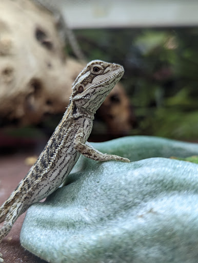 Pet Supply Store «PetSmart», reviews and photos, 162 S Gary Ave, Bloomingdale, IL 60108, USA