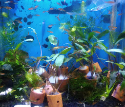 Iqbal Aquarium photo