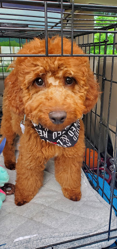 Fur Ever Friends Dog Grooming