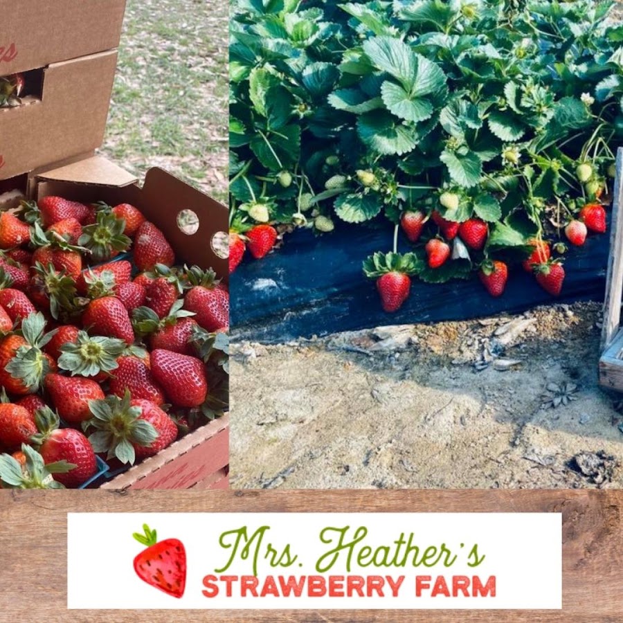 Mrs. Heather's Strawberry Farm
