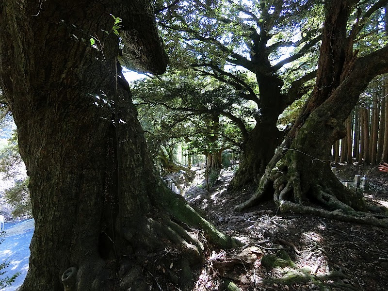 東平寺の椎の木樹叢
