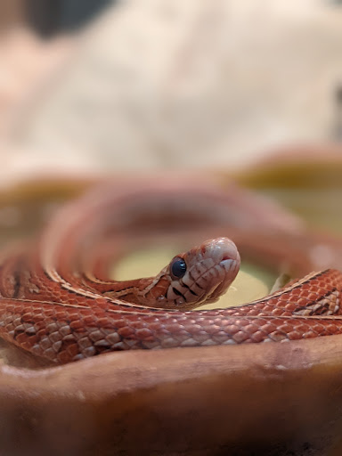 Pet Store «Moby Dick Pet Store Inc», reviews and photos, 3700 Sashabaw Rd, Waterford Twp, MI 48329, USA