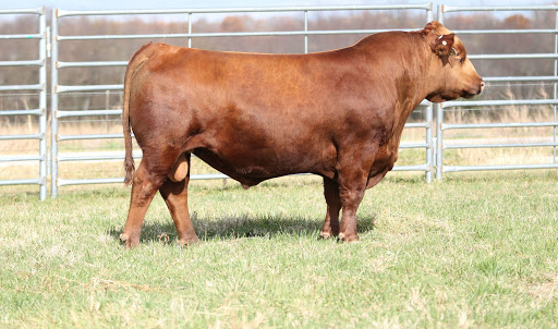 Rogers Cattle Co. & Lile Farms Red Angus