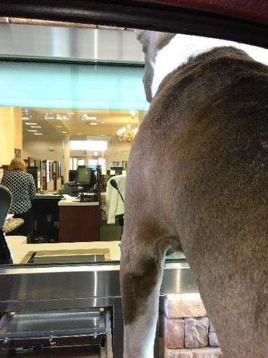 Grocery Store «Winn-Dixie», reviews and photos, 1640 US-19, Holiday, FL 34691, USA