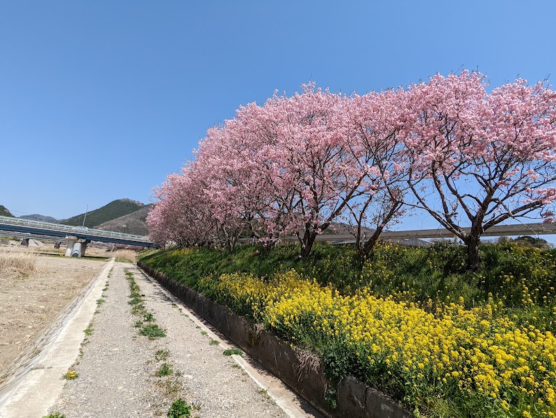 目木川堤防の桜並木