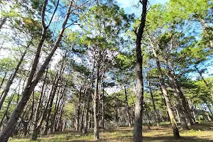 Pinewood Forest image