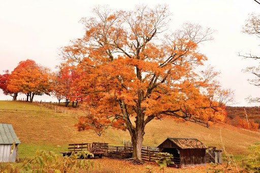 National Park «Shenandoah National Park», reviews and photos